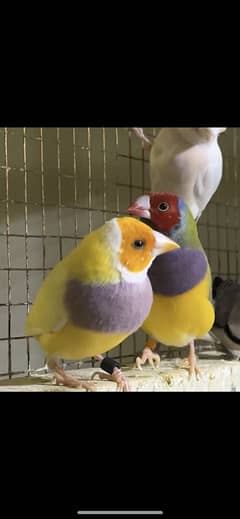 Gouldian finch breeder pieces for sale