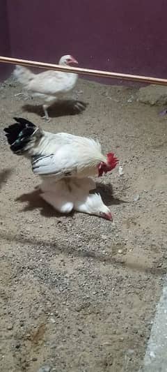 6month male for sale