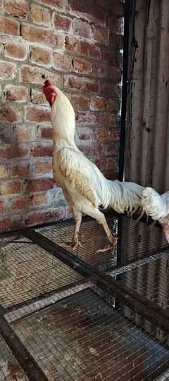 Heera Aseel Breeder Pair