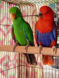 Vosmeri Cross Eclectus Pair