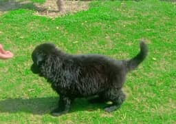 German shepherd puppies for sale