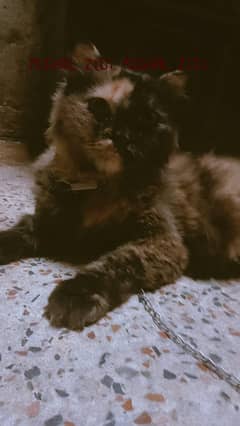pershion cat
