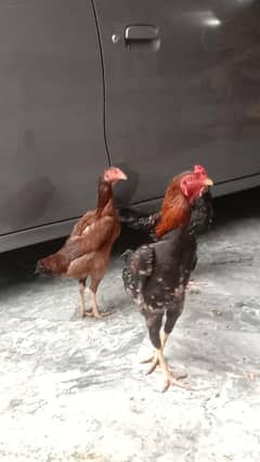 Aseel pair for sale age 1.3 years
