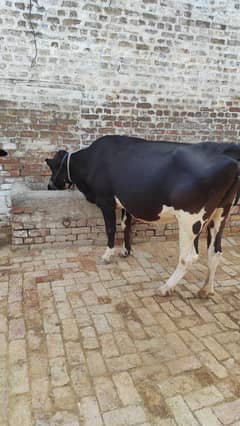 walaiti cow/gaee/8kg Milk 2 time