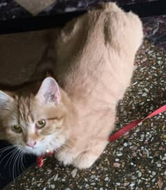 urgent sale persian pair golden
