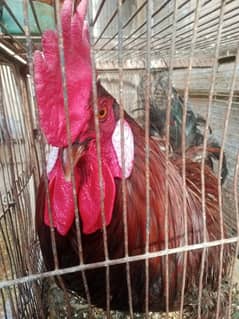 Desi Murga & Farmi Murga For Sale Urgent