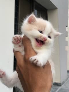 kittens for sale