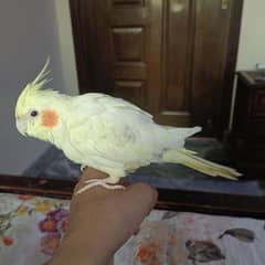 full