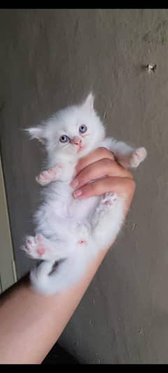 cat for sail