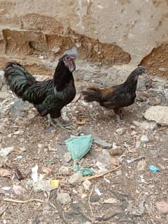 Ayam Cemani pair