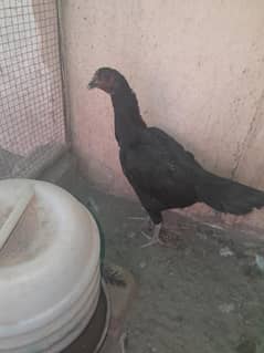 pure desi kurak murgi pure desi murgi broody hen