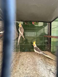Cockatiels