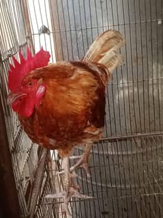 Desi Murgi For Sale Urgent