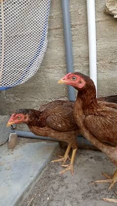 2 aseel kurrak female for sell