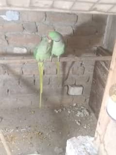 Raw parrot pair