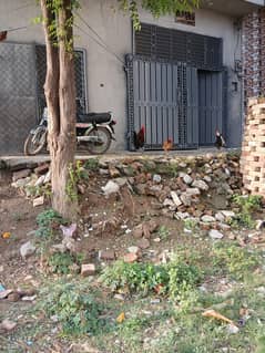dasi murga