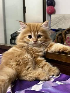 3 Month Old Kitten - Litter Trained