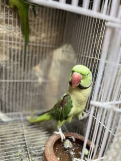 kashmiri raw parrots tootay toota breeding parrots tooty tooti toota
