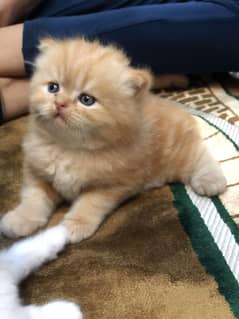 Persian kitten