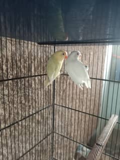 roti
