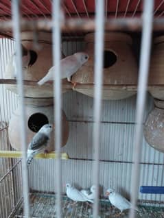 finch