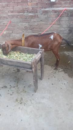 Desi barbari bakri