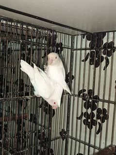 Albino
