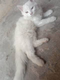 persian