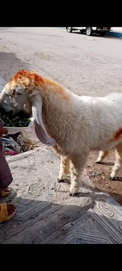 2 Dumba Available For Sale