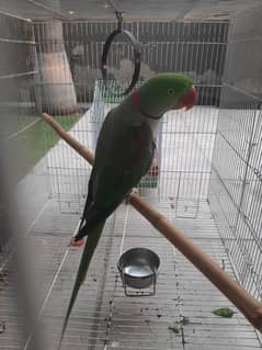 raw parrot