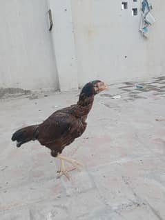 Kiruk Aseel Hen