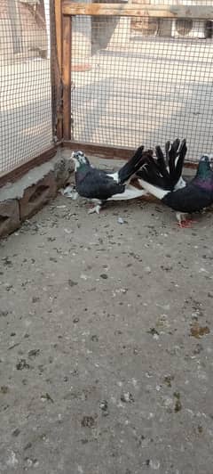 Black white pigeons breeding pair