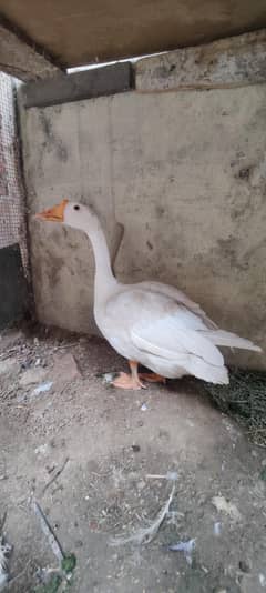 duck 