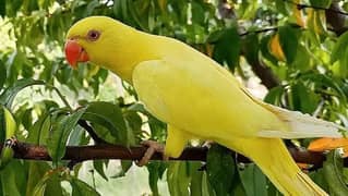 parrot yellow