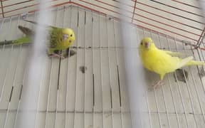 Australian parrots breeder