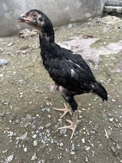 Aseel chicks
