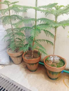 Urgent Sale Alo kariya plants in low price