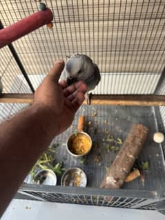 African grey 8 months old. Hand tamed