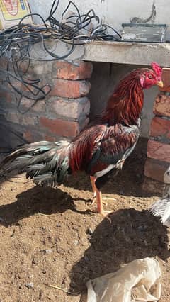 Aseel pair for sale