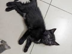 kittens