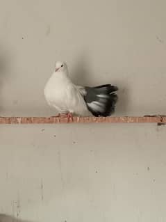 2 lakkay joray for sale