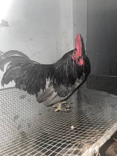 bantam pair
