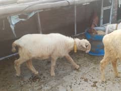 mundary  chatry full nasli