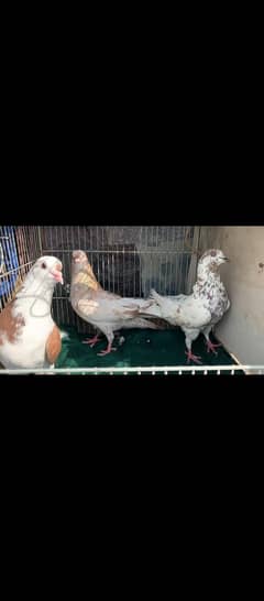 kabootar