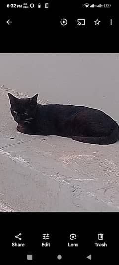 black cat