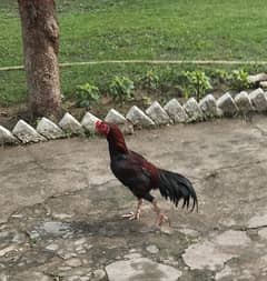 Aseel Desi Murgha for Sale