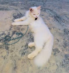 CAT FOR SALE