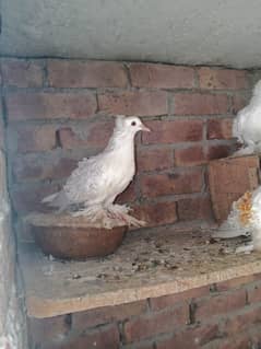 Fancy Pegeons in Cheapest Price
