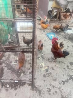 eggs layer hens