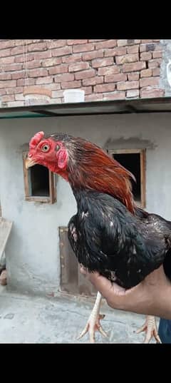 aseel hen